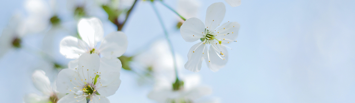 white blossom in spring against light blue sky